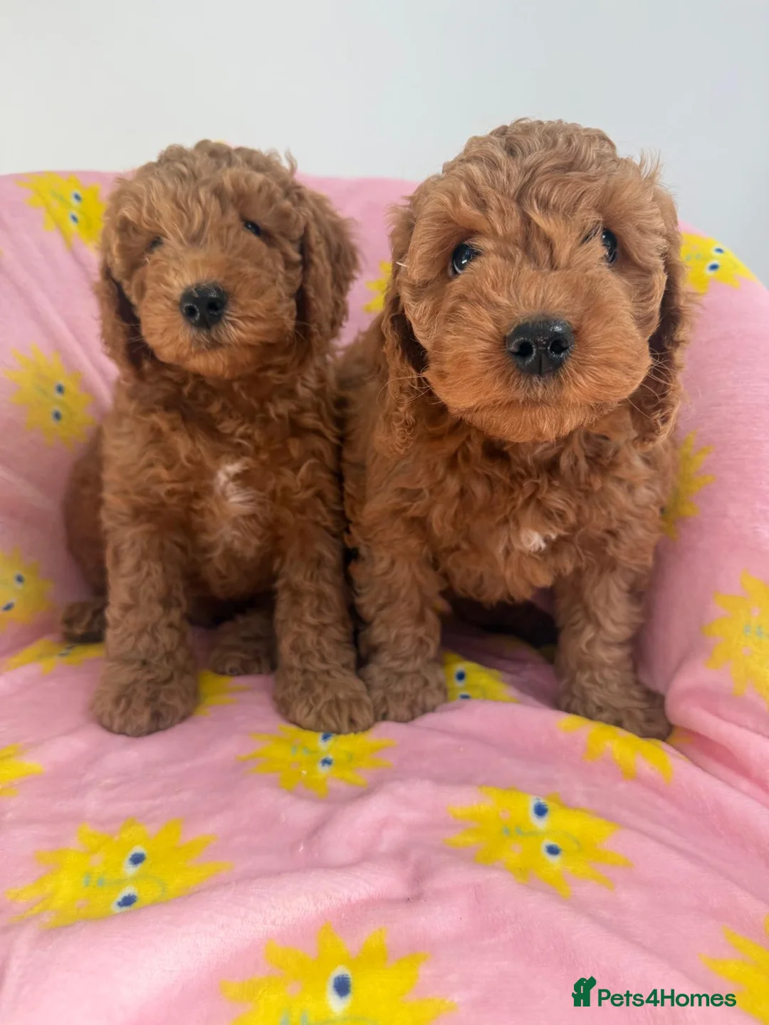 Cockapoo dogs for sale: Cockapoo Puppies For Sale  in Magherafelt - Advert 2
