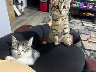 Domestic Shorthair cats - Advert 6