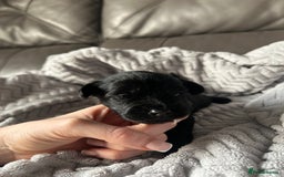 Mixed Breed dogs for sale: Maltipoo X Puppies For Sale 🐶🐾 - Image 8
