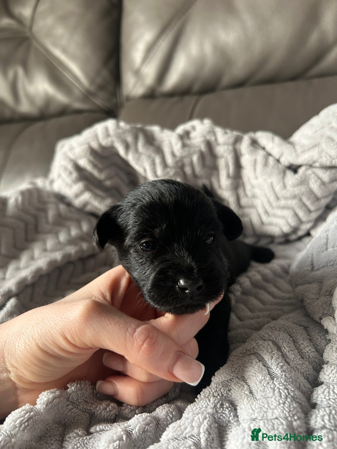 Mixed Breed dogs for sale: Maltipoo X Puppies For Sale 🐶🐾 - Image 8