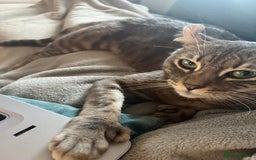 Keetso cats for sale: Affectionate Keetso Ready for His Forever Home - Image 4
