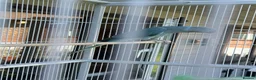 Ringnecks birds for sale: blue Indian ringneck  - Advert 2