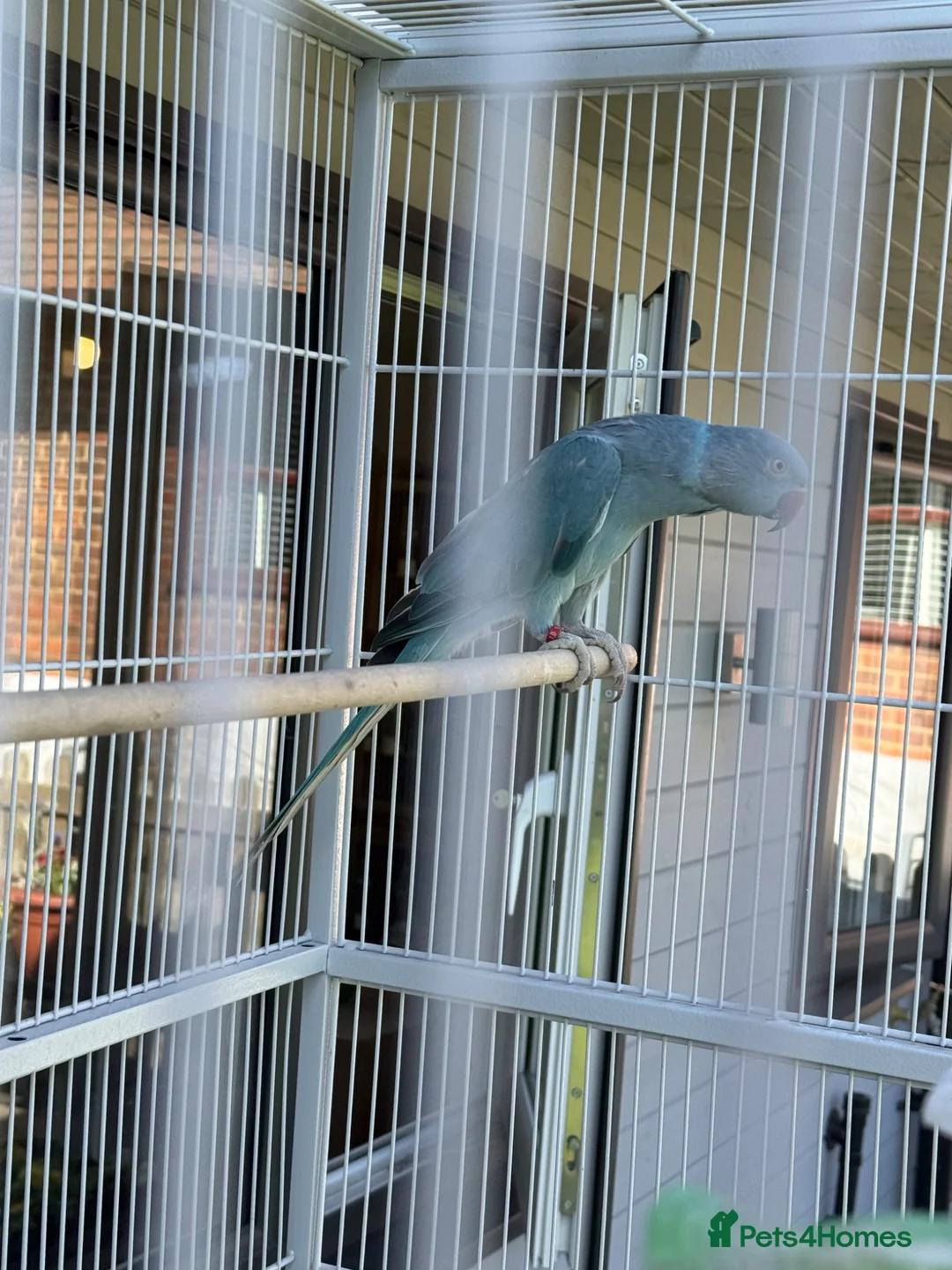 Ringnecks birds for sale: blue Indian ringneck  - Advert 2