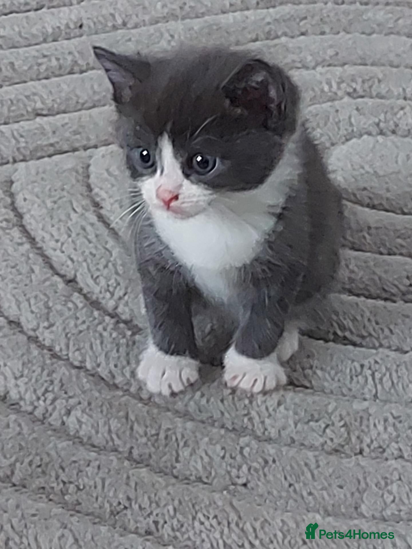 Mixed Breed cats Grey semi long haired kittens - Advert 15