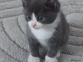 Mixed Breed cats Grey semi long haired kittens - Advert 12