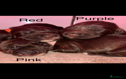 Sprocker dogs for sale: Sprocker Puppies - Image 1