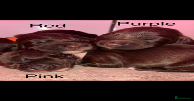 Sprocker dogs - Advert 4