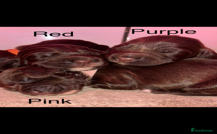 Sprocker dogs - Advert 1