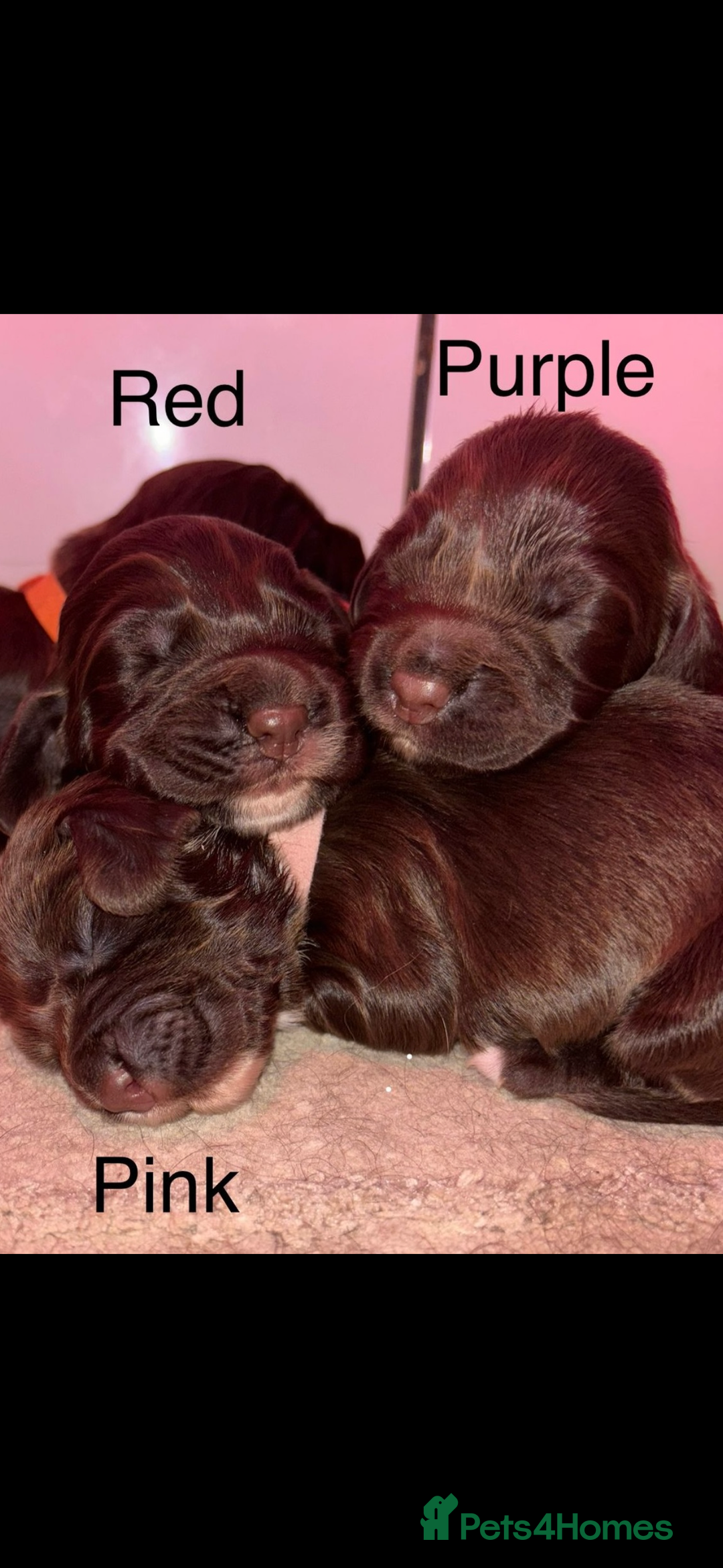 Sprocker dogs for sale: Sprocker Puppies - Image 1