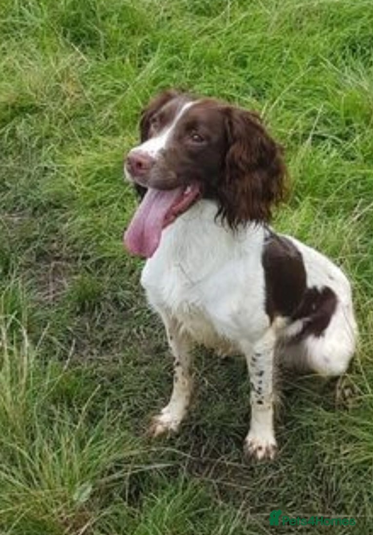 English Springer Spaniel dogs EXCEPTIONAL KC Reg springer spaniel stud in Accrington - Advert 2