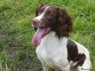 English Springer Spaniel dogs in Accrington - Advert 10