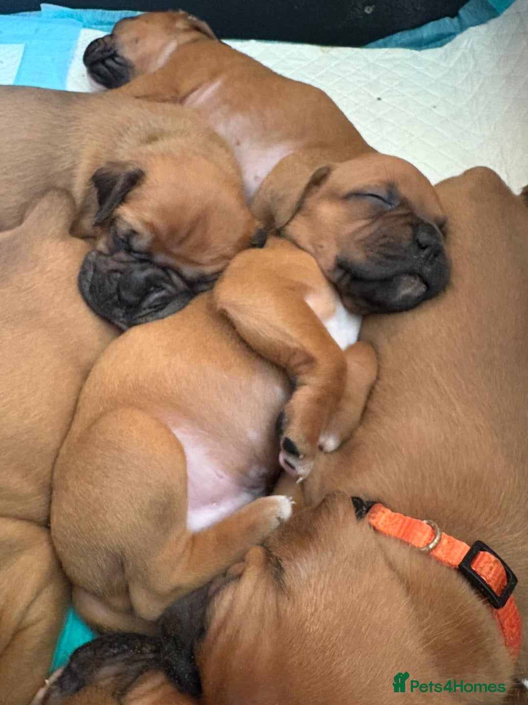 Boxer dogs for sale: 10 Boxer X Puppies - Ready 13th October - Image 15