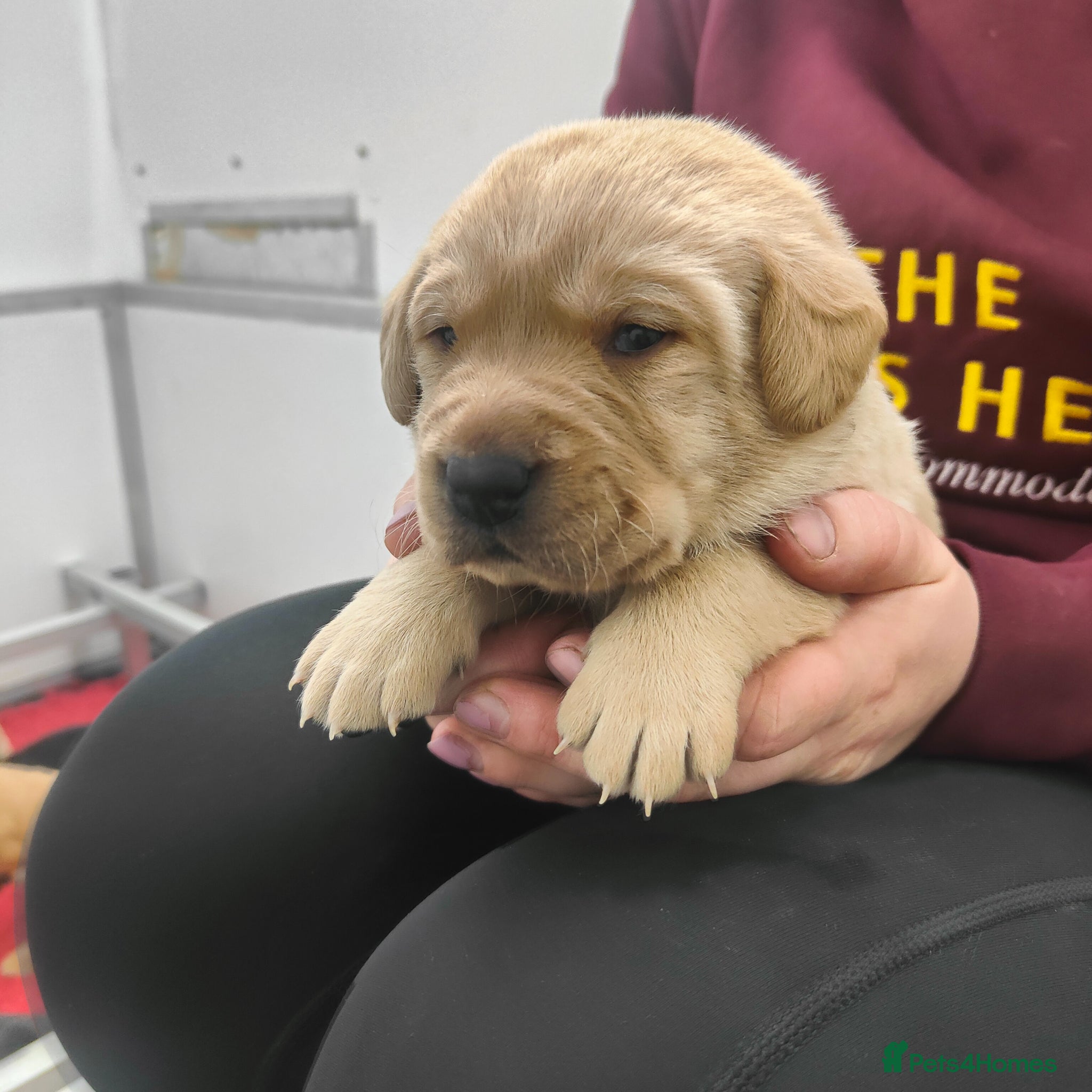 Labrador Retriever dogs Stunning 7th Generation Labrador Puppies - Advert 6