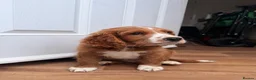 Cavapoo dogs for sale: Cavapoo Puppy - Advert 4
