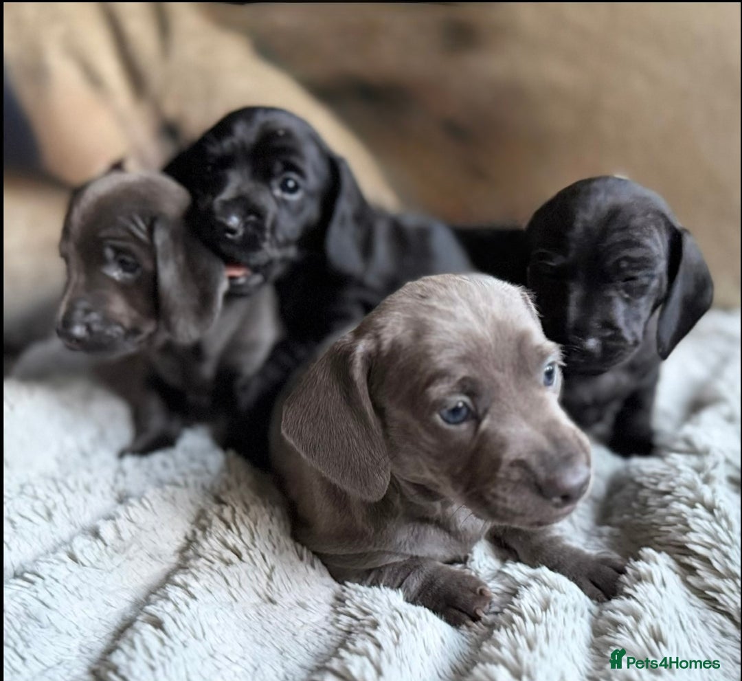 Miniature Dachshund dogs for sale: Rare colour KC registered mini dachshund puppies  - Advert 1