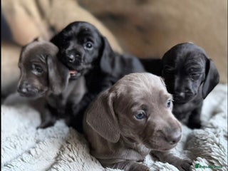 Miniature Dachshund dogs Rare colour KC registered mini dachshund puppies - Advert 1