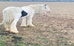 Welsh Section A horses for sale: Welsh cob  - Image 2