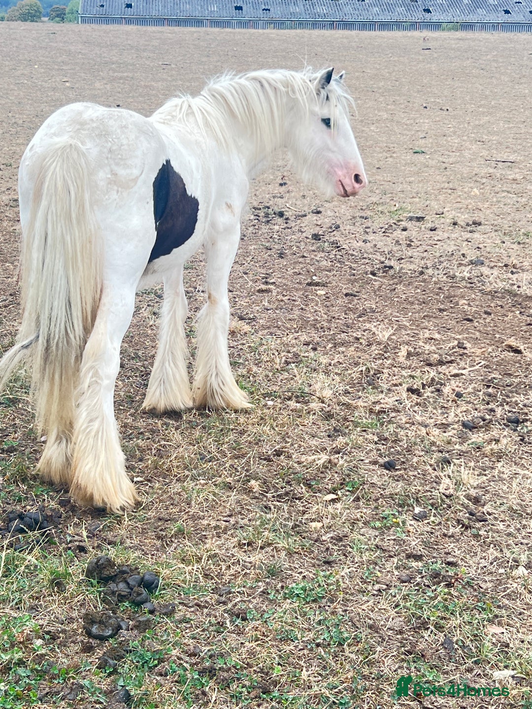 Welsh Section A horses for sale: Welsh cob  - Image 2