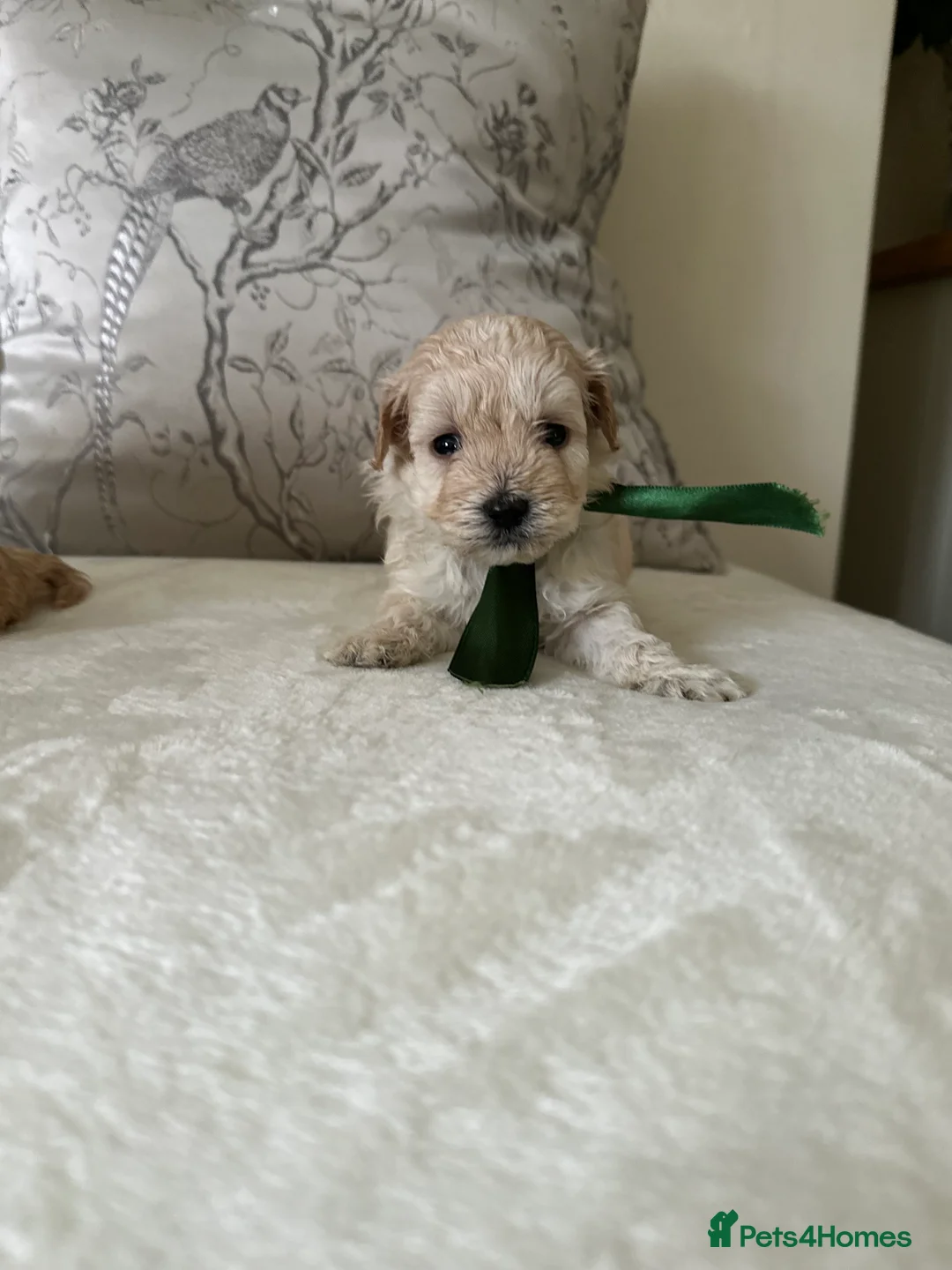Maltipoo dogs for sale: Beautiful Maltipoo Puppies - Advert 6