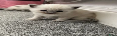 Ragdoll 3