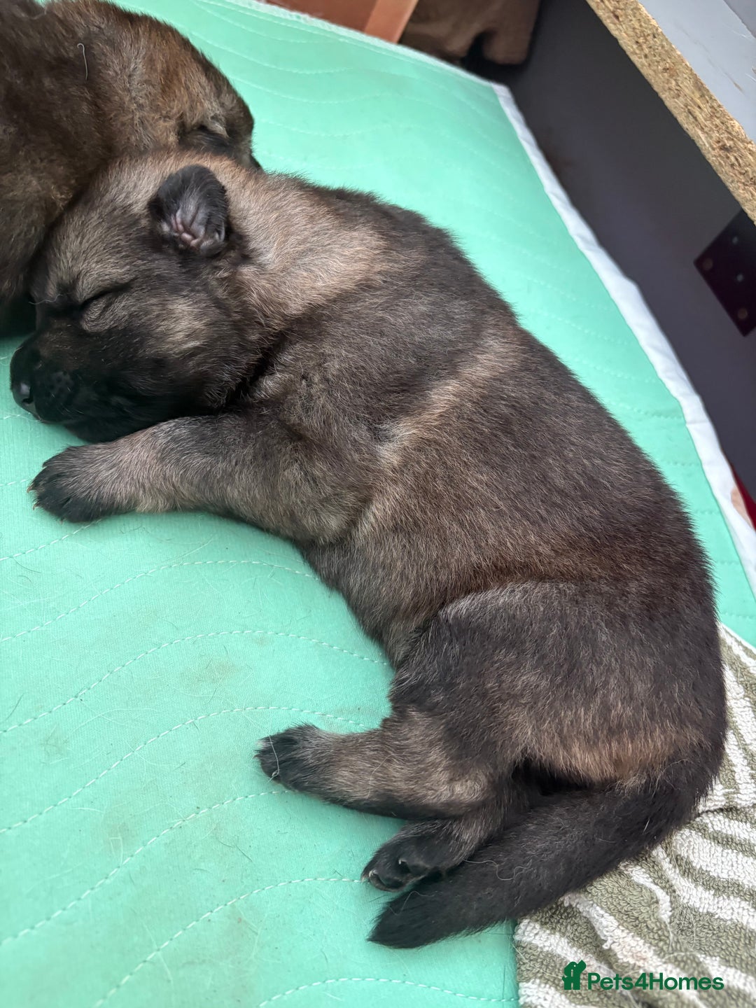 German Shepherd dogs for sale: Only 3 left. KC registered German Shepherd puppies - Image 2