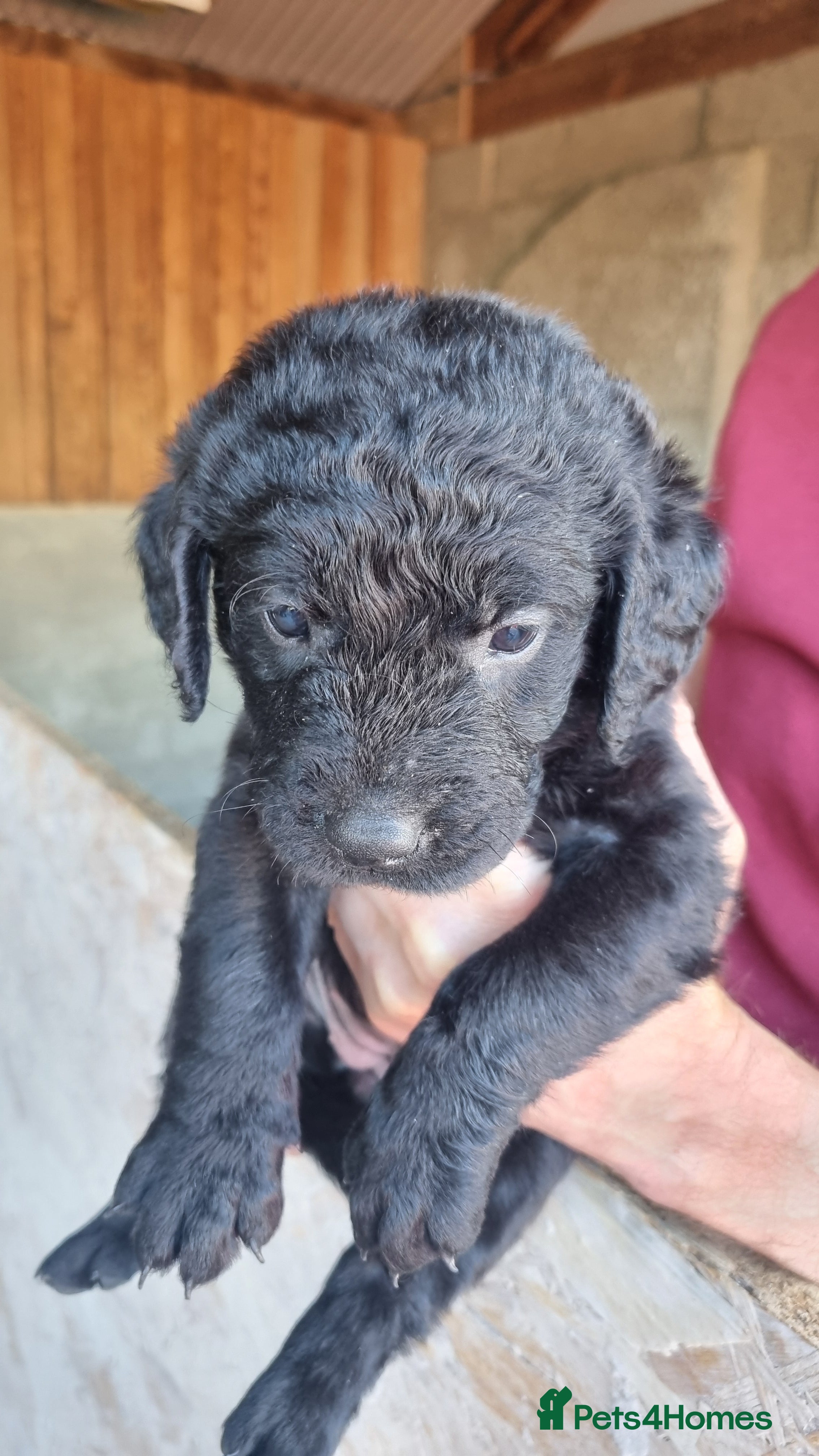 Goldador dogs Golden Retriever × Black Labrador Puppies - Advert 2