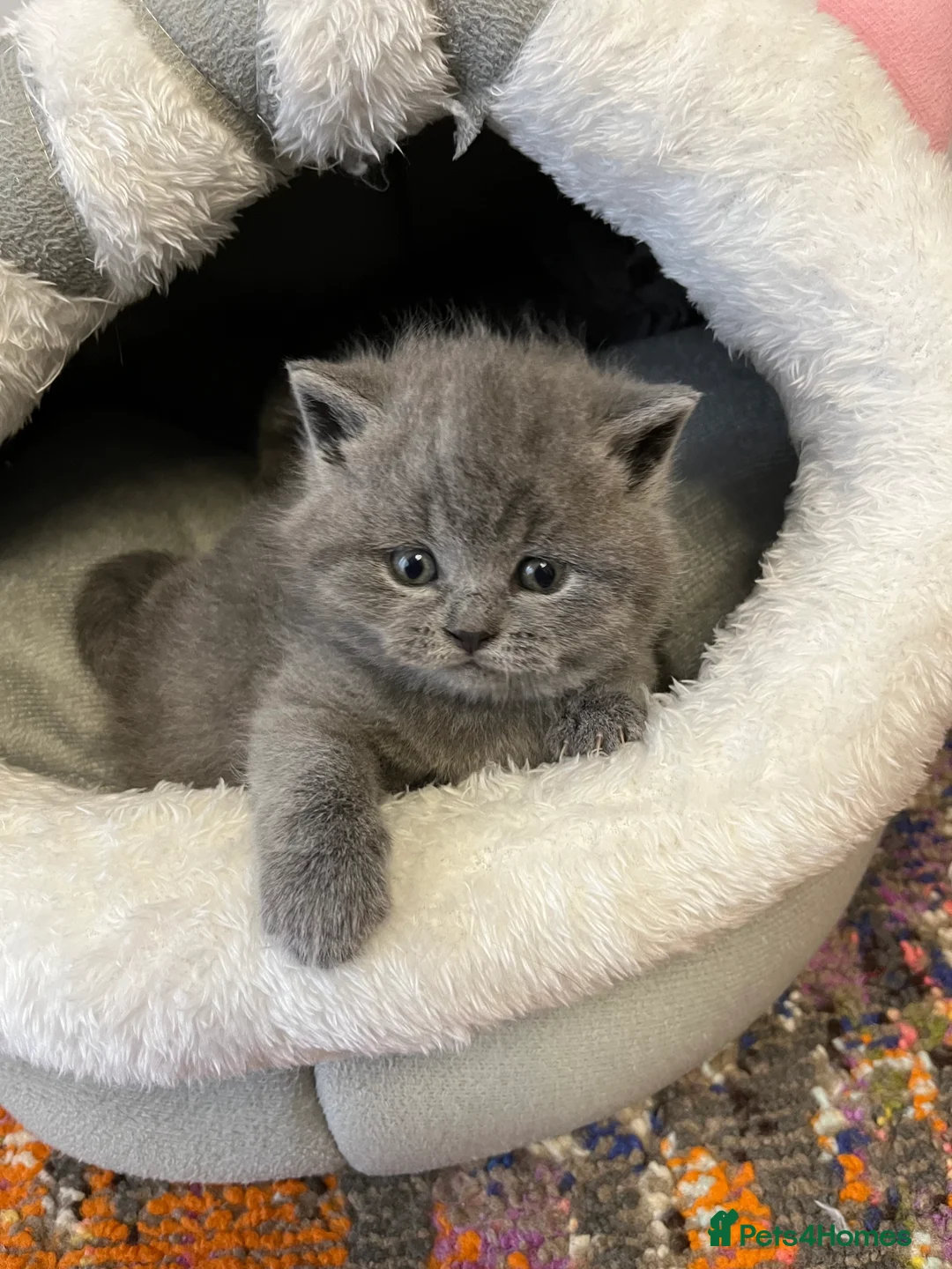 British Shorthair cats for sale: British Shorthair Kittens Available - Advert 4