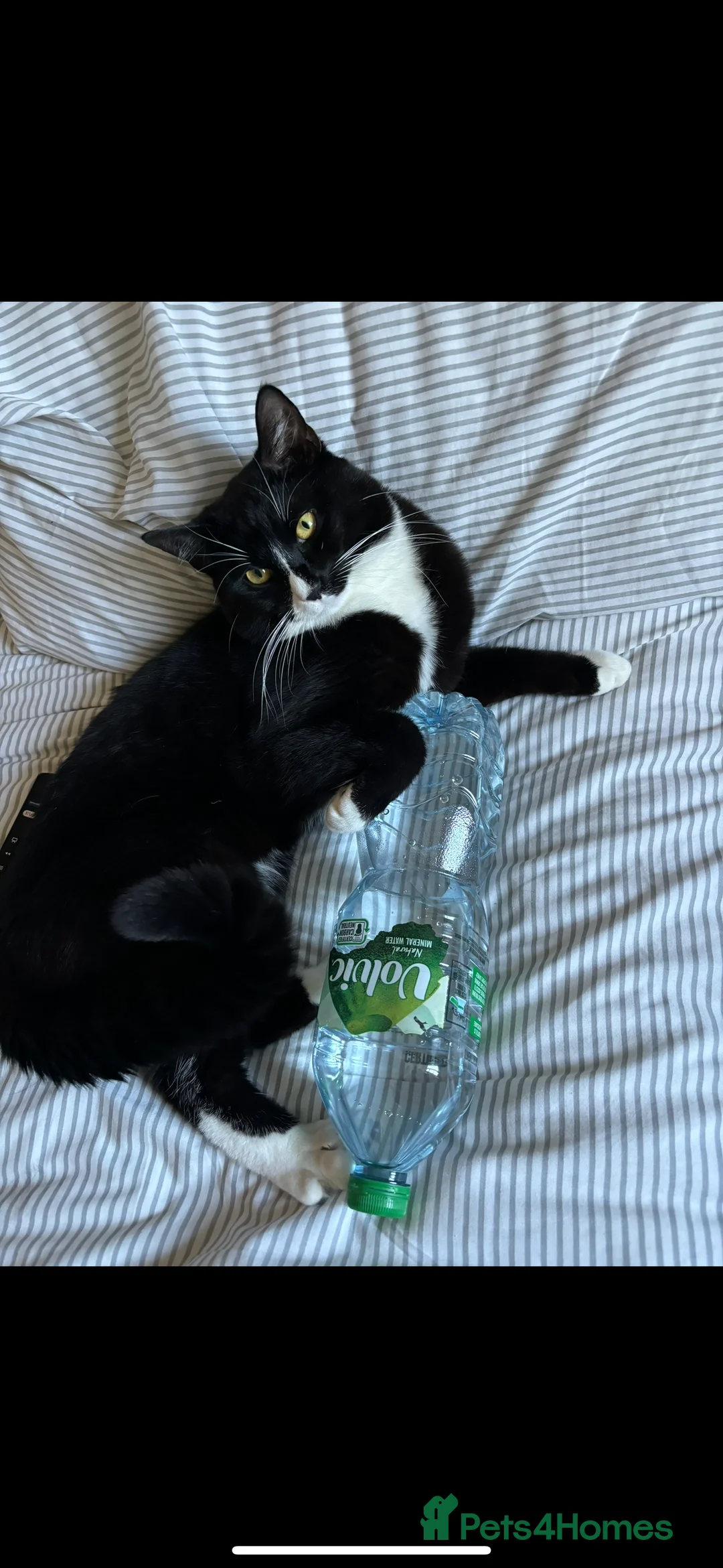 Domestic Shorthair cats for stud: Joey the House cat FREE!! in Derby - Advert 6