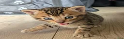 Mixed Breed cats for sale: Beautiful half Bengal kittens - Advert 1