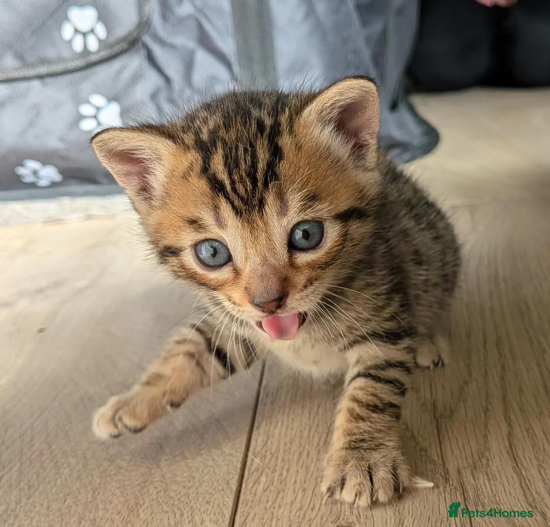 Mixed Breed cats for sale: Beautiful half Bengal kittens - Advert 1