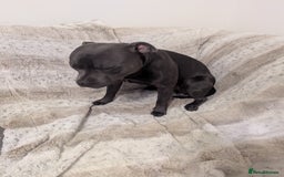 Staffordshire Bull Terrier dogs for sale: Blue staff for sale  - Image 13