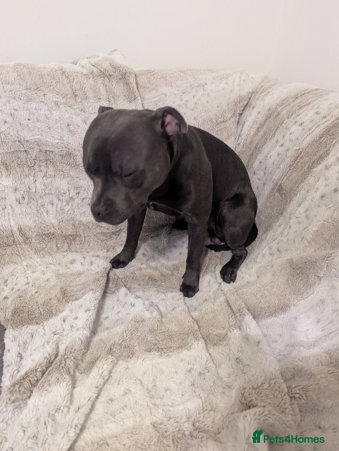 Staffordshire Bull Terrier dogs for sale: Blue staff for sale  - Image 13