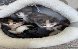 Mixed Breed cats for sale: 4 beautiful calico girls. 3 rare dilute calicos - Image 5