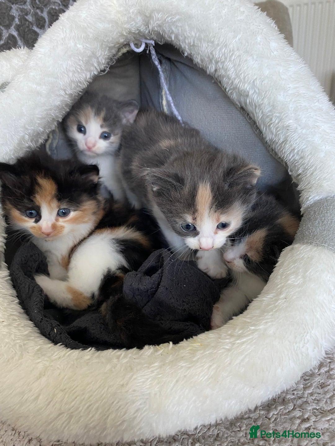 Mixed Breed cats for sale: 4 beautiful calico girls. 3 rare dilute calicos - Image 5