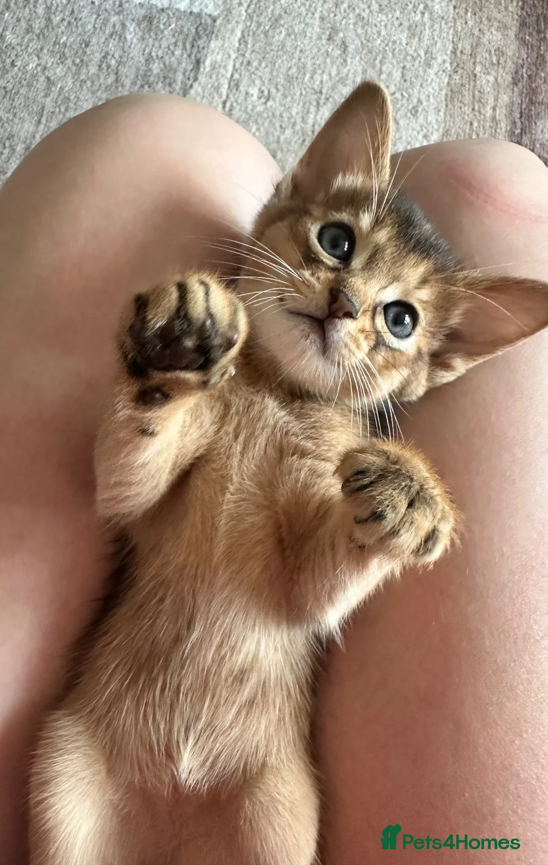 Somali cats for sale: Somali kittens available 😻 in Lincoln - Advert 1