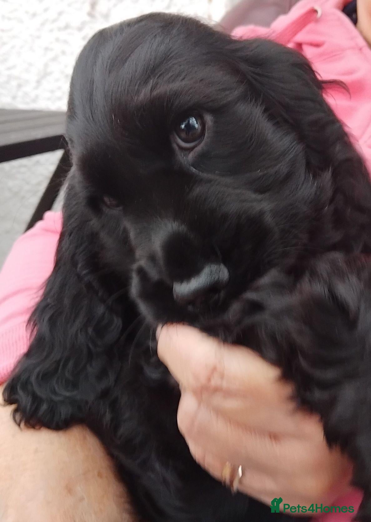 Cocker Spaniel dogs for sale: COCKER SPANIEL PUPS NI ONE ONLY REMAINING - Advert 6