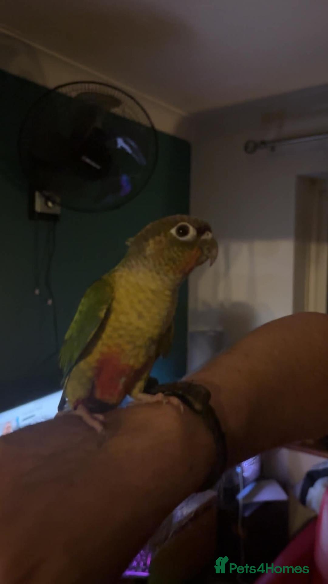Conures birds Conure GCC - Advert 1