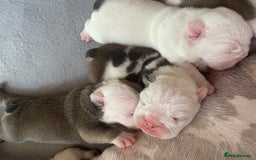 English Bulldog dogs for sale: 4 KC English Bulldog Puppies  - Image 8