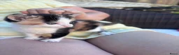 Mixed Breed cats for sale: 3 kittens for sale  in Wellingborough - Advert 2