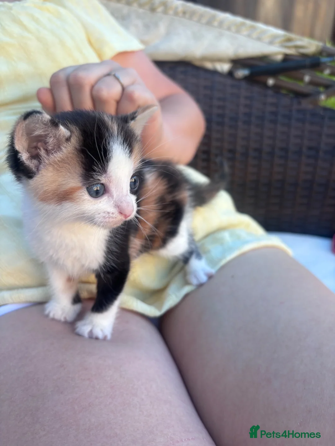Mixed Breed cats for sale: 3 kittens for sale  in Wellingborough - Advert 2