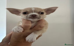 Chihuahua dogs for sale: Adorable Chihuahua puppies - Image 2