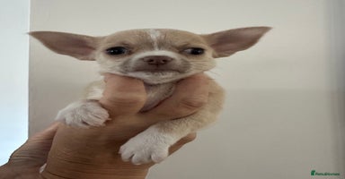 Chihuahua dogs - Advert 12
