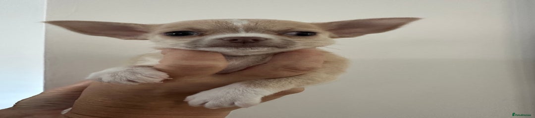 Chihuahua Puppy 1