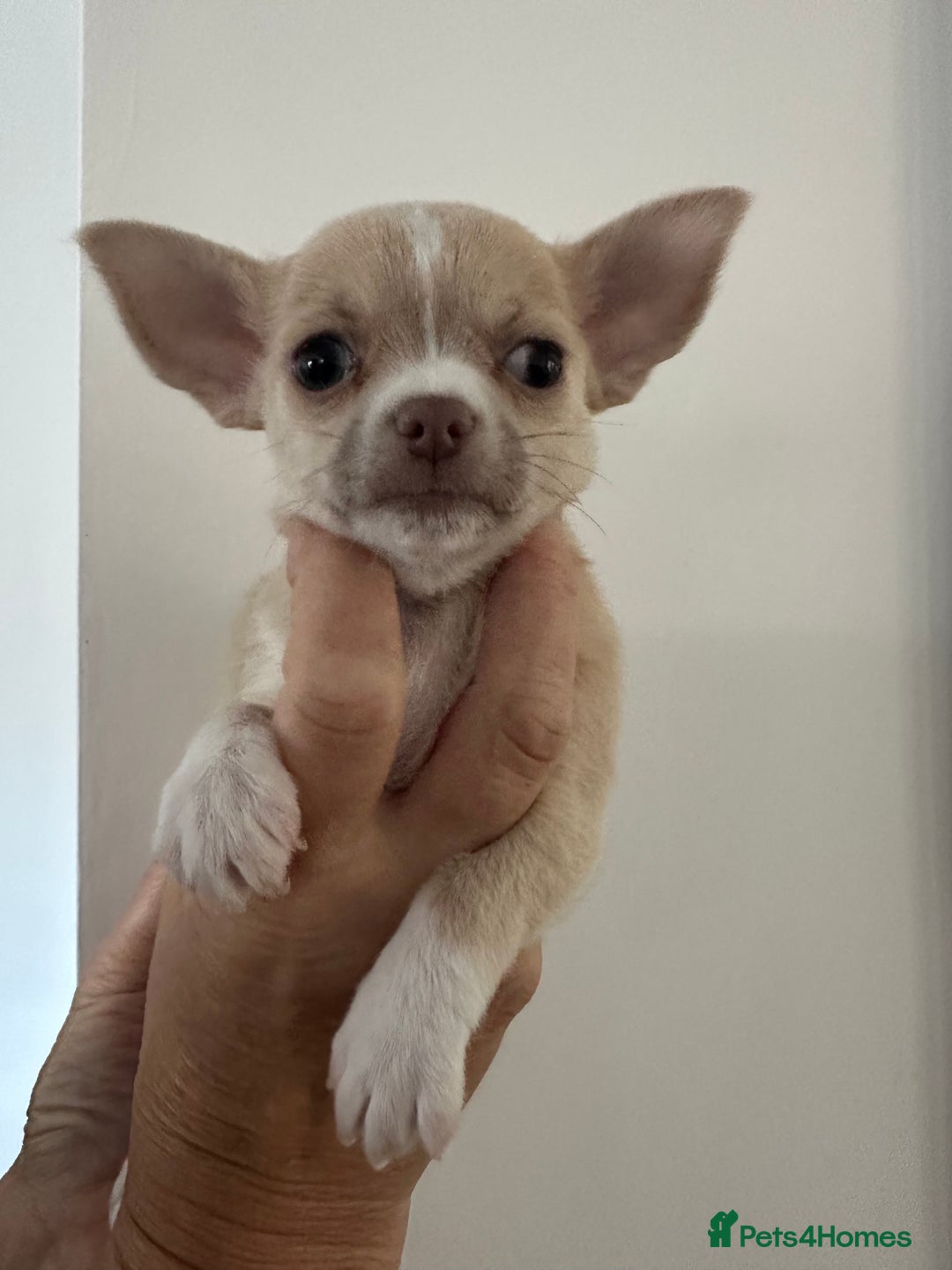 Chihuahua dogs for sale: Adorable Chihuahua puppies - Image 2