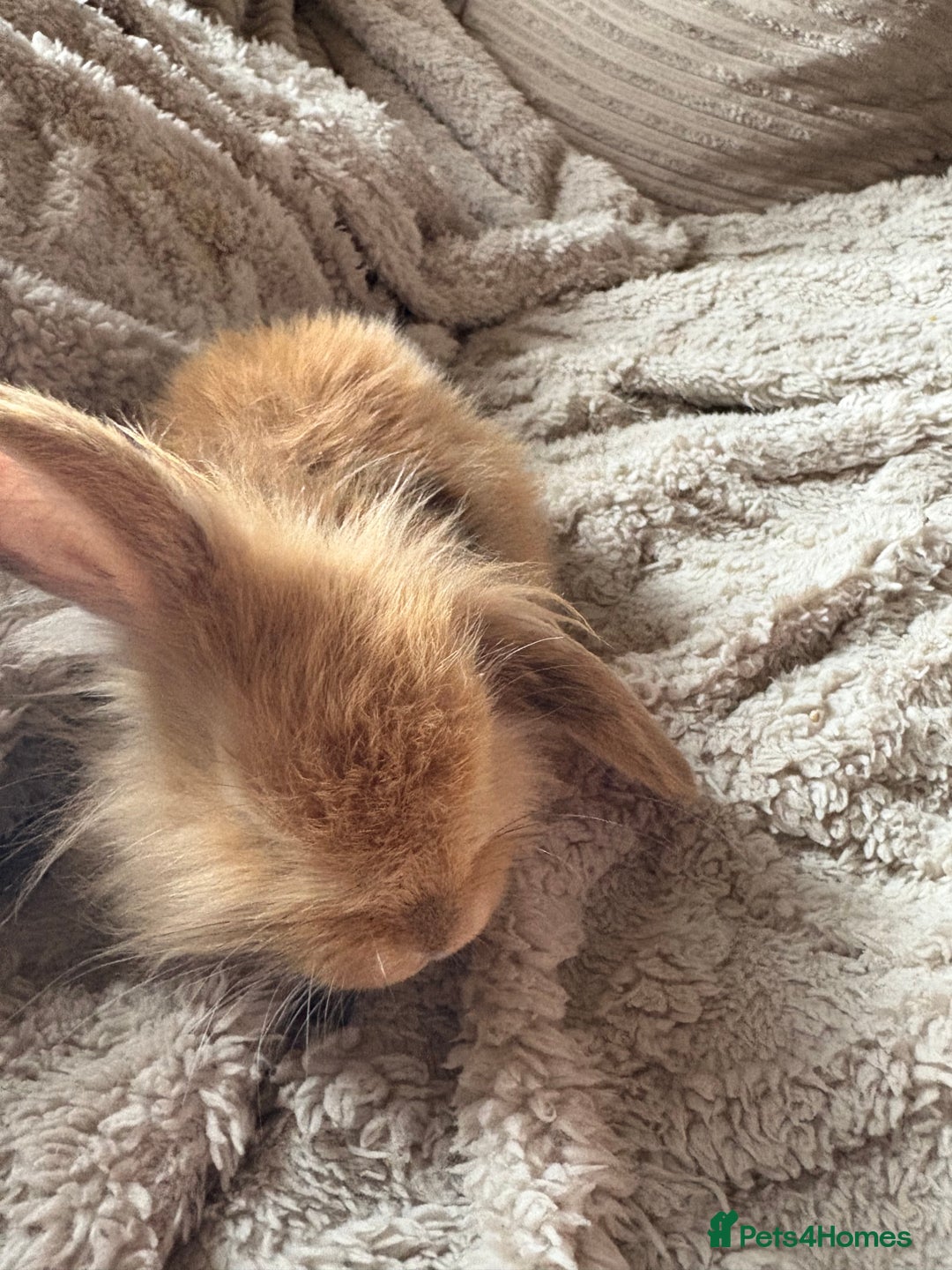 Mini Lop rabbits for sale: Mini Lop/Lion Lop babies - Image 17