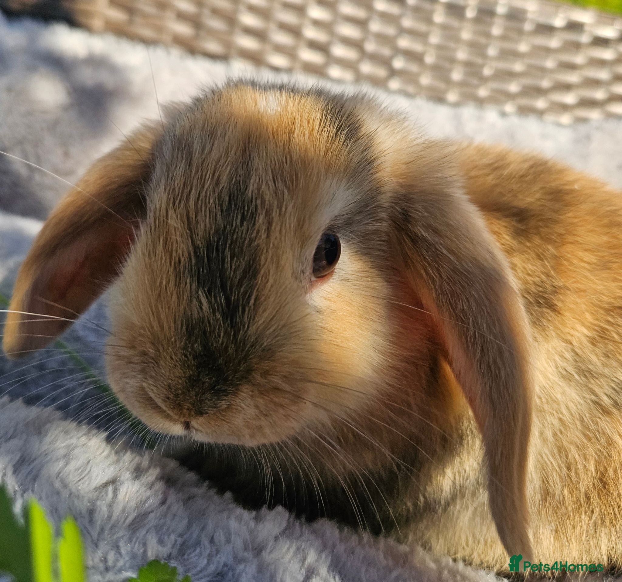 Mini Lop rabbits Beautiful mini lop boys and girls avalible - Advert 2