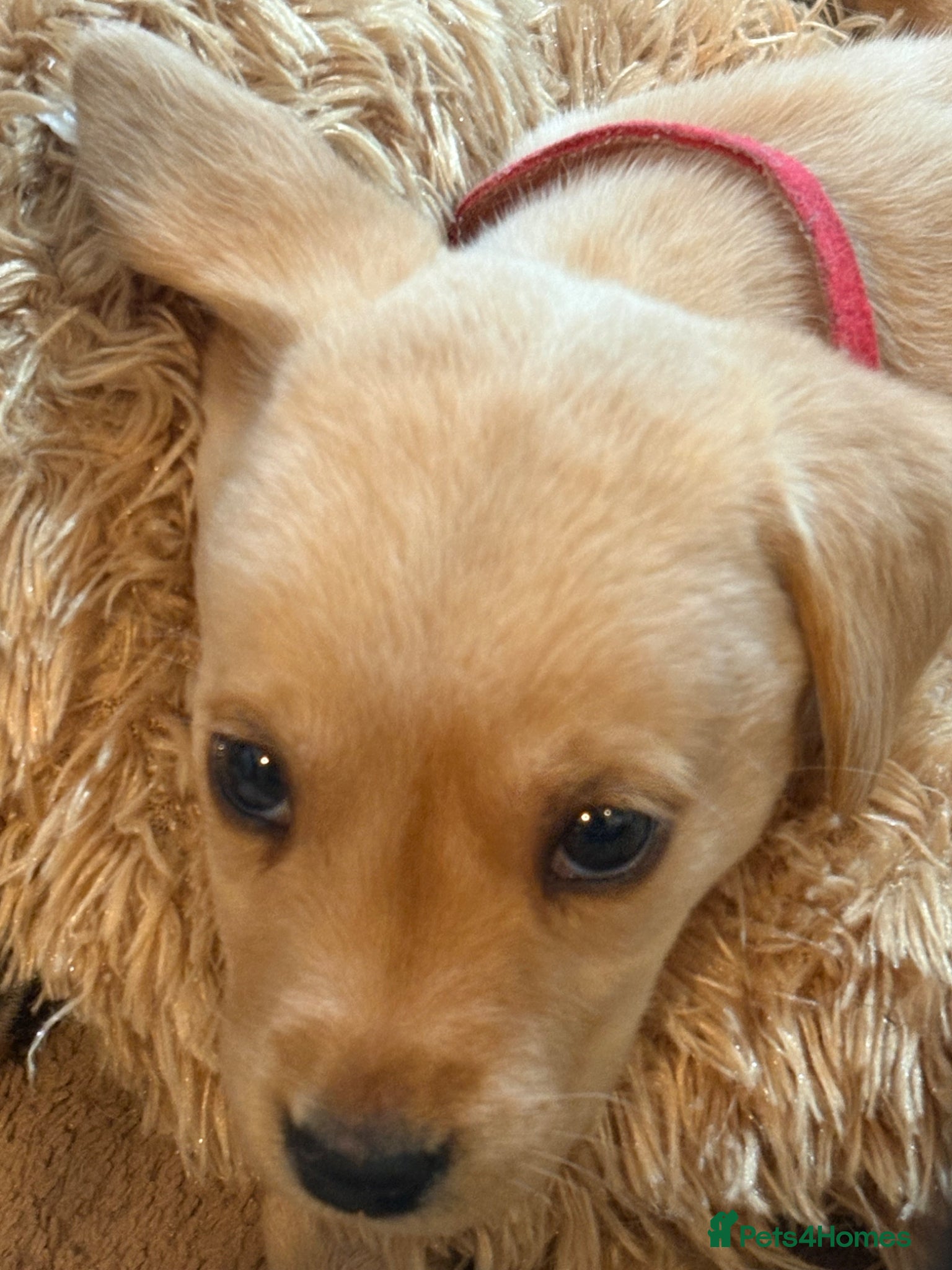 Labrador Retriever dogs BEAUTIFUL KC REG READY FOR PLAY AND BE LOVED  - Advert 3