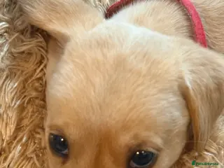 Labrador Retriever dogs BEAUTIFUL KC REG READY FOR PLAY AND BE LOVED - Advert 3