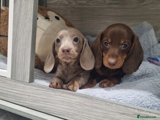 Miniature Dachshund dogs Adorable little of miniature daschunds - Advert 13