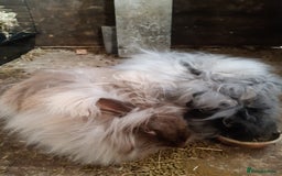 Angora rabbits for sale: Angora bunnies, mother and daughter - Image 1